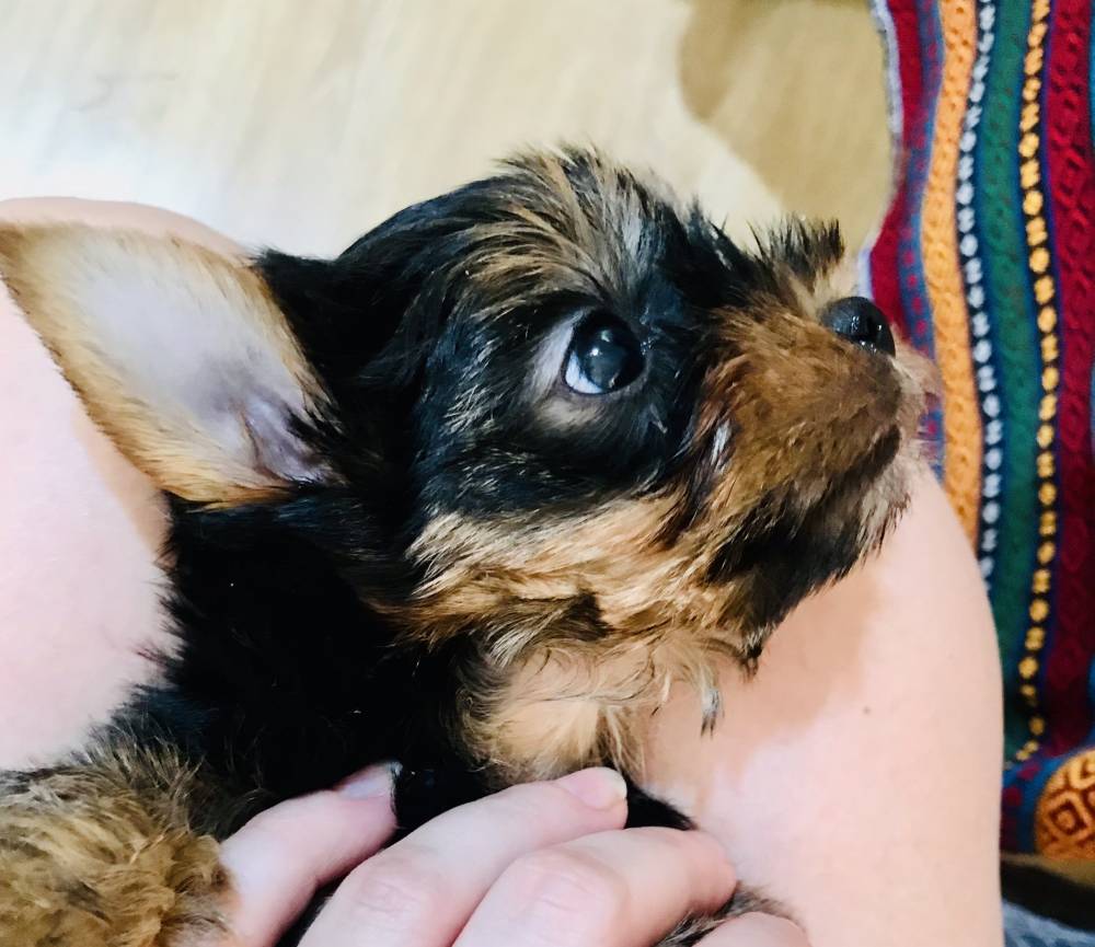 იორკშირ-ტერიერი