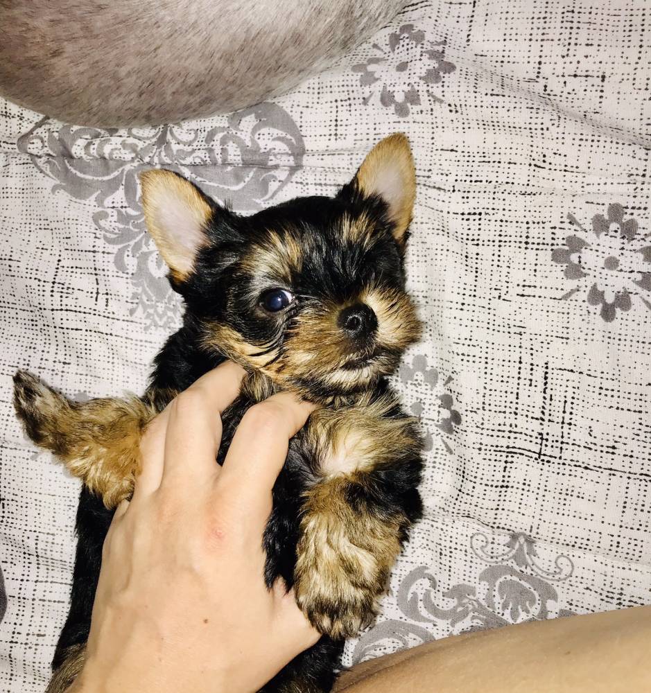 იორკშირ-ტერიერი