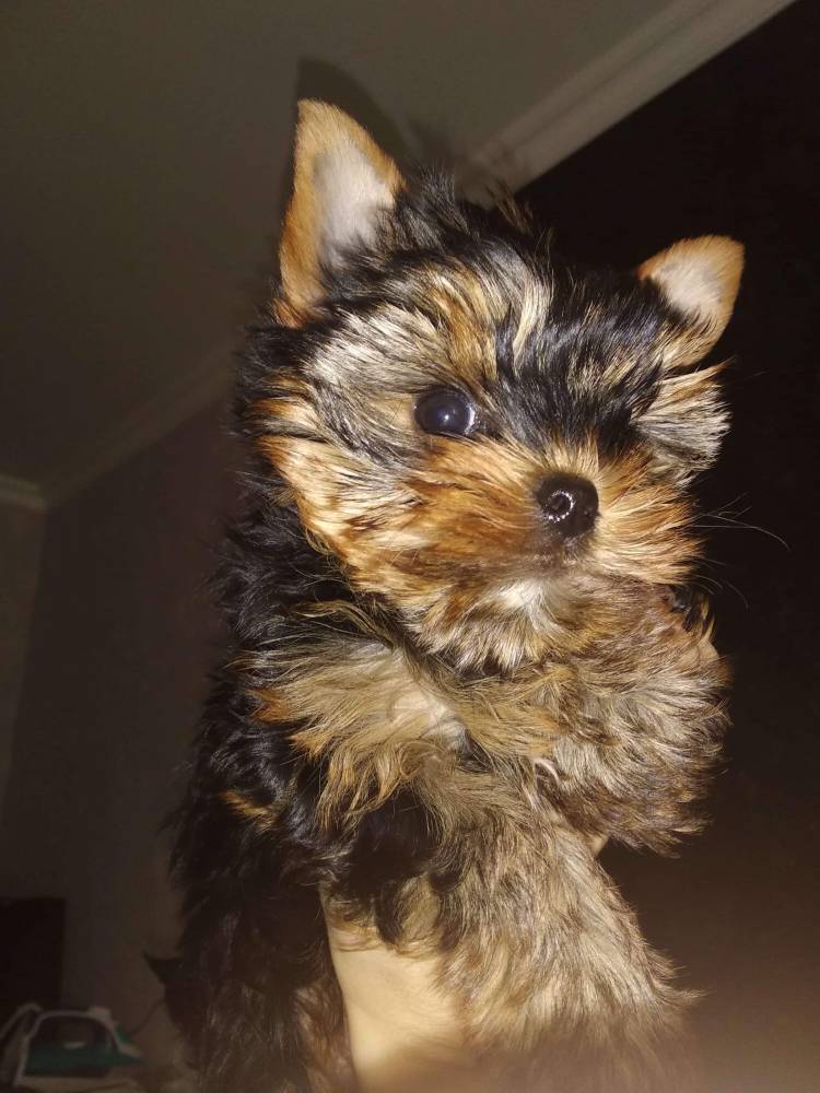 იორკშირ-ტერიერი