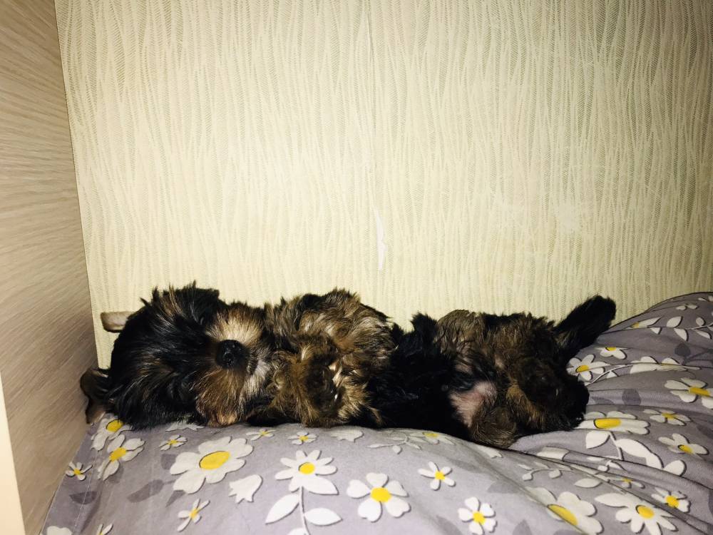 იორკშირ-ტერიერი