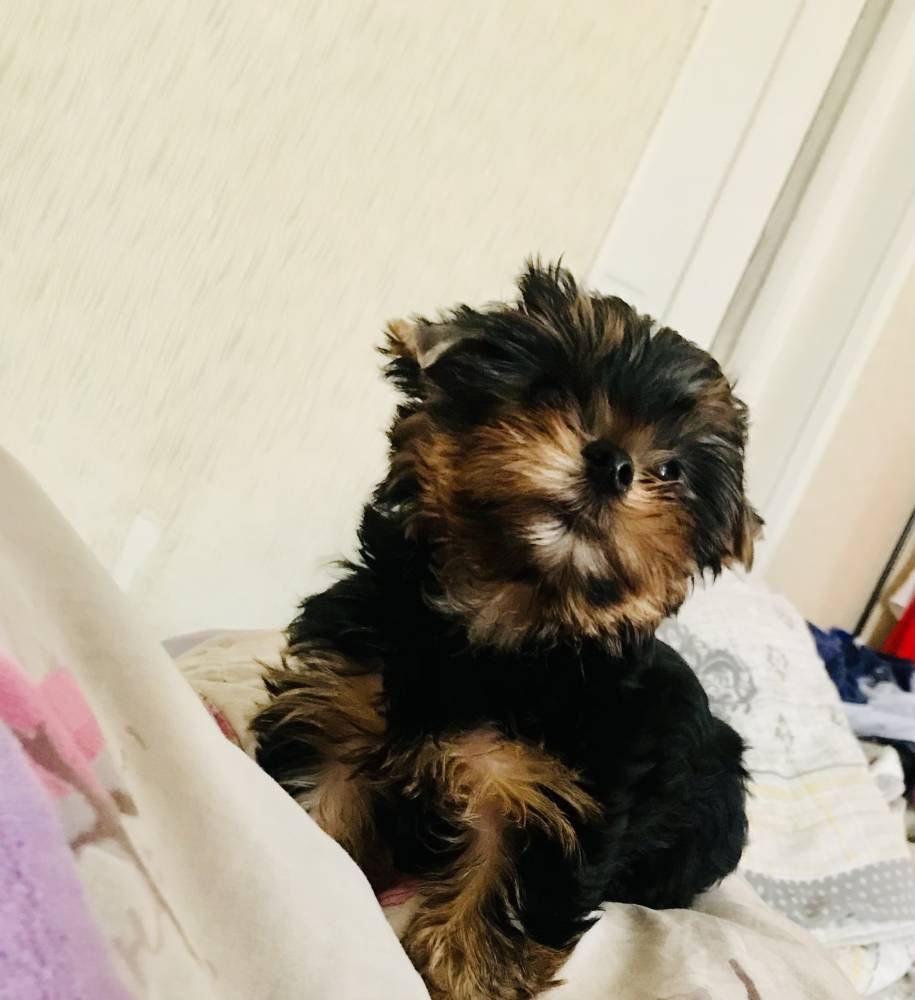 იორკშირ-ტერიერი