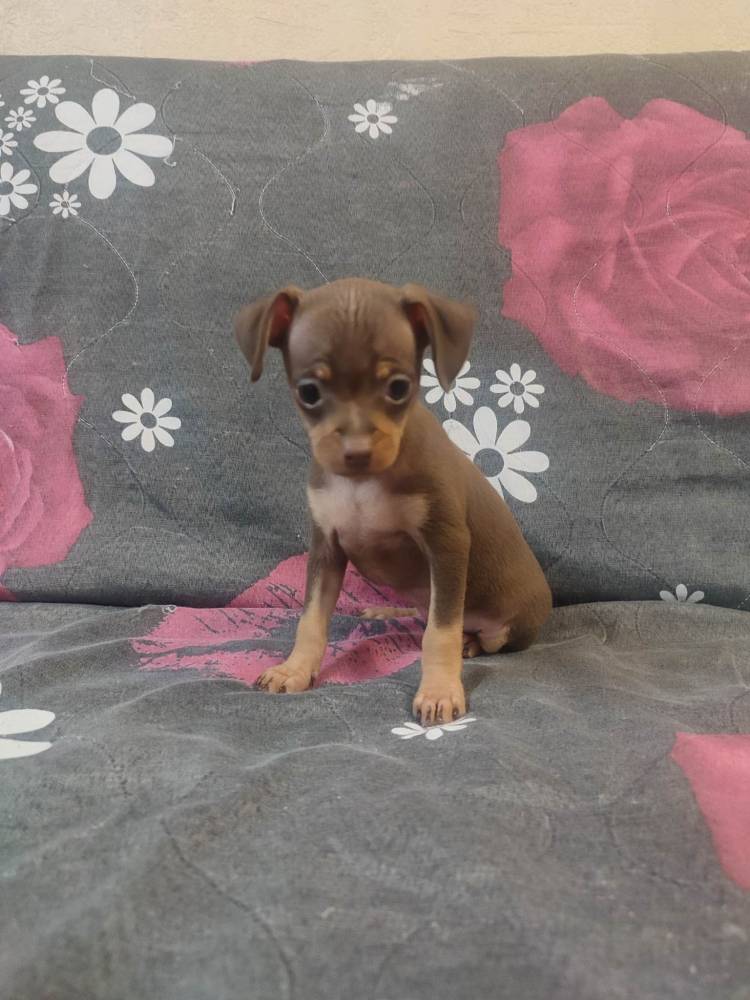 რუსული ტოი ტერიერი