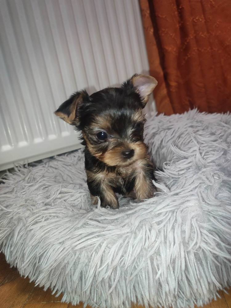 იორკშირ-ტერიერი