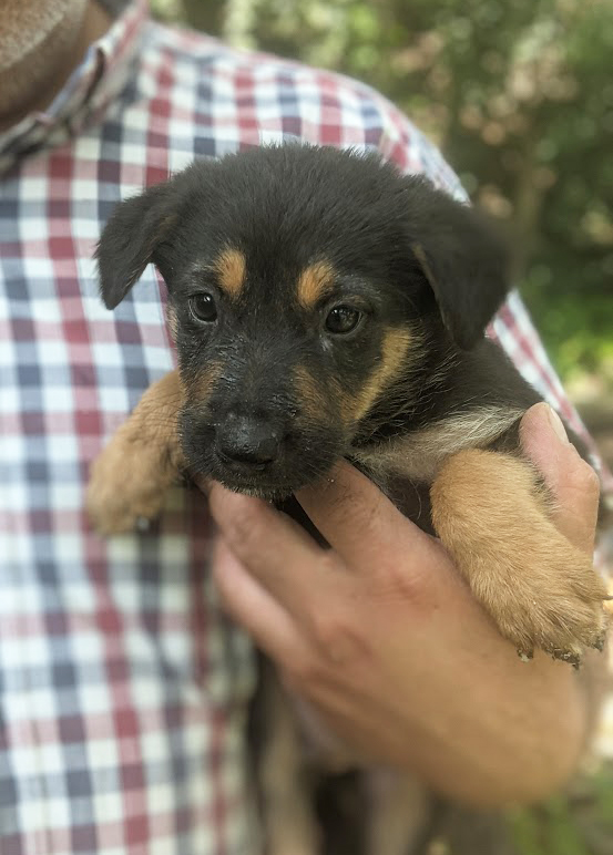 მეტისი ❤️