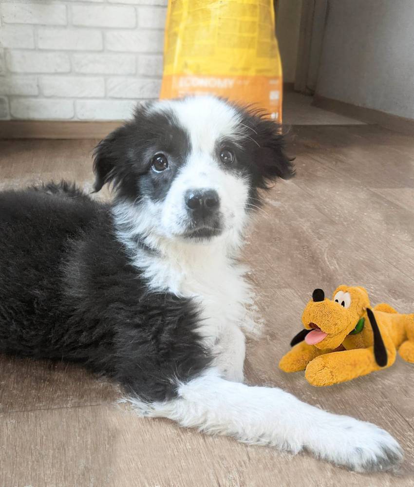 მეტისი ❤️