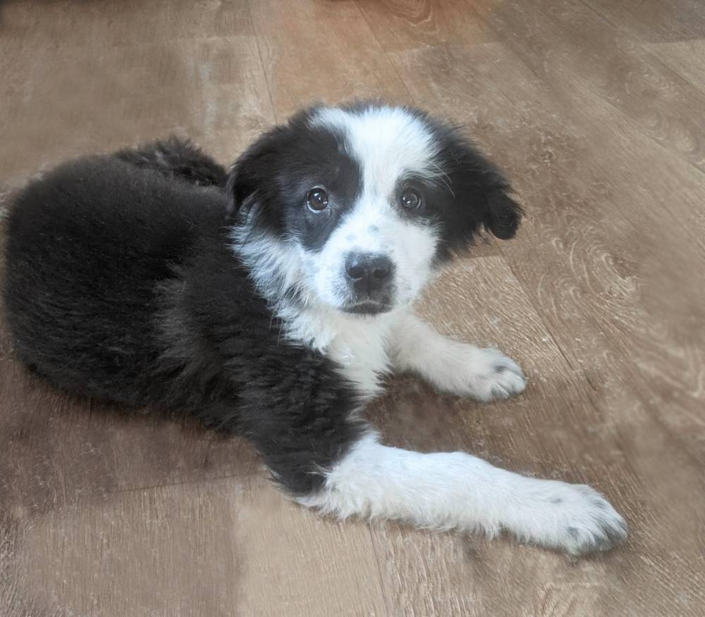 მეტისი ❤️