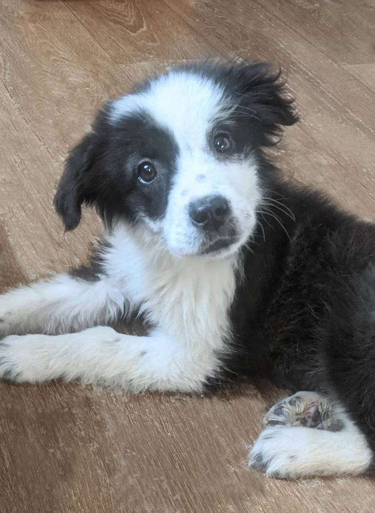 მეტისი ❤️