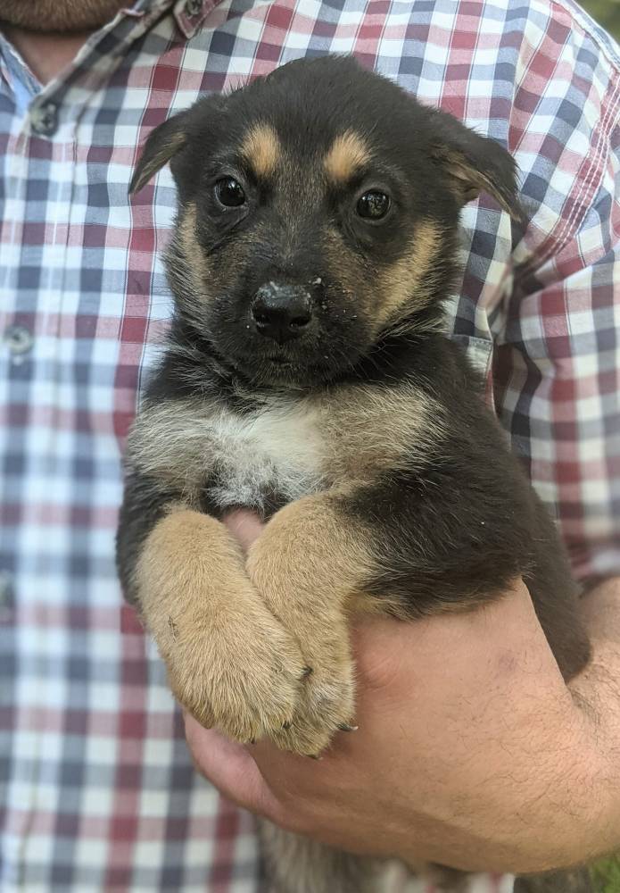 მეტისი ❤️