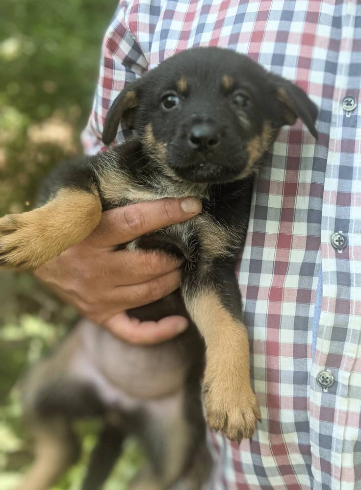 მეტისი ❤️