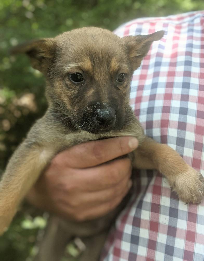 მეტისი ❤️