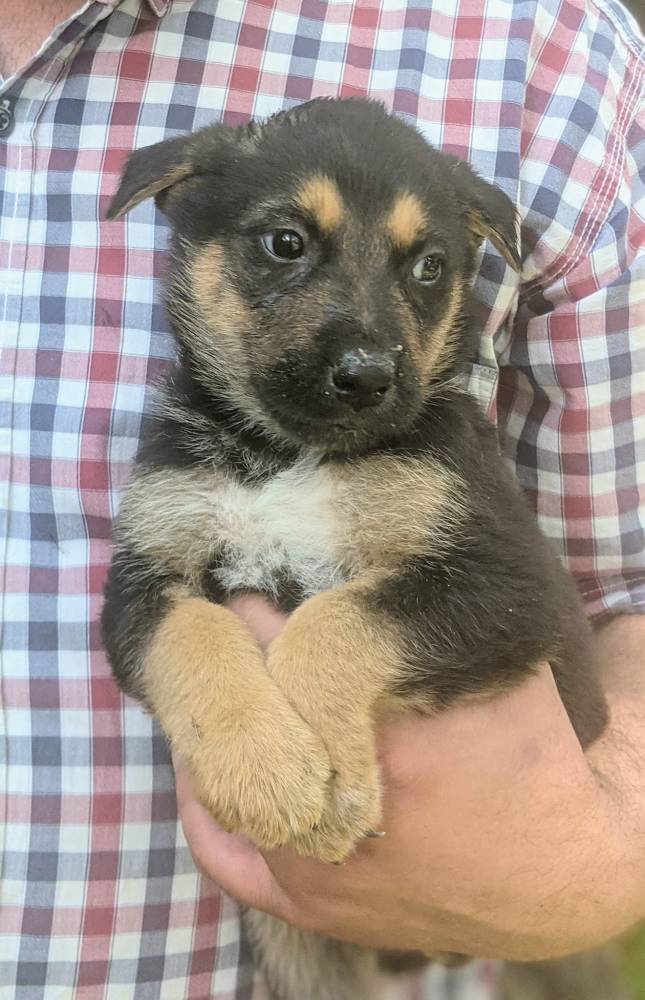 მეტისი ❤️