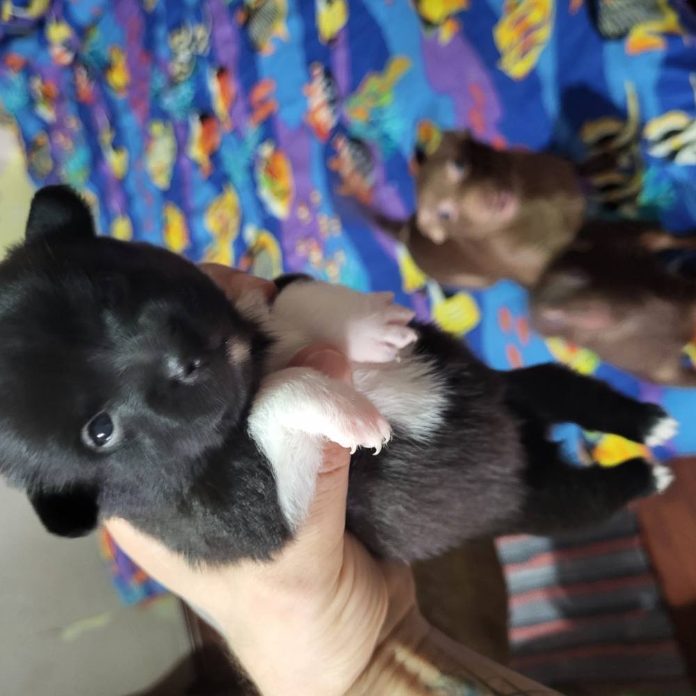 რუსული ტოი ტერიერი