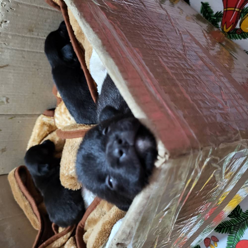 რუსული ტოი ტერიერი