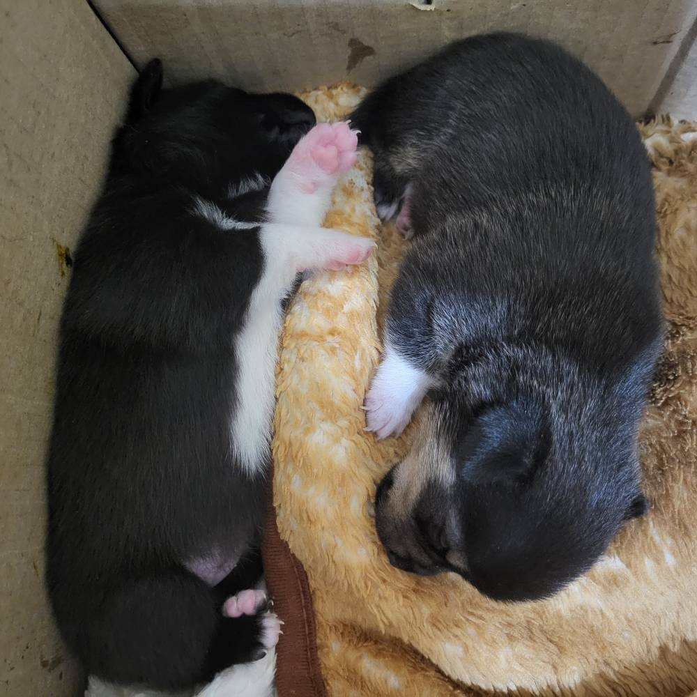 რუსული ტოი ტერიერი