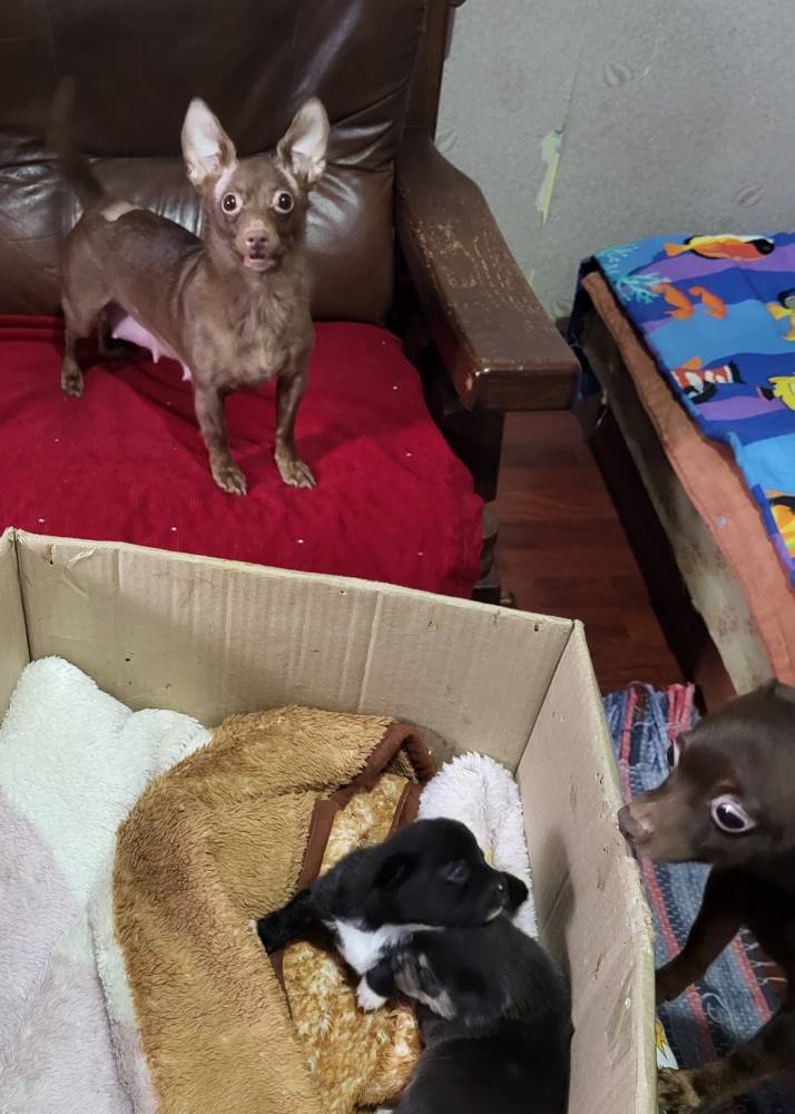 რუსული ტოი ტერიერი