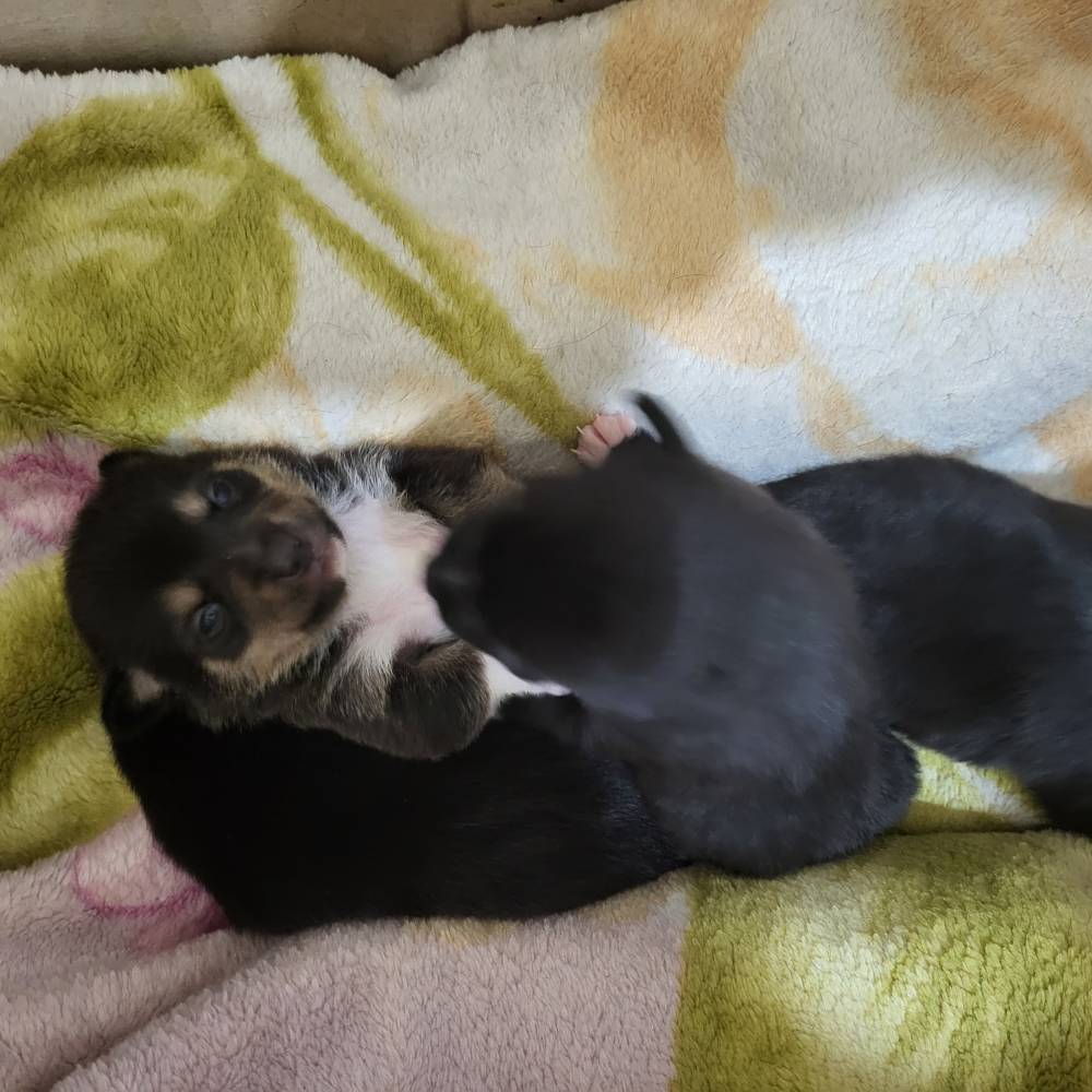 რუსული ტოი ტერიერი