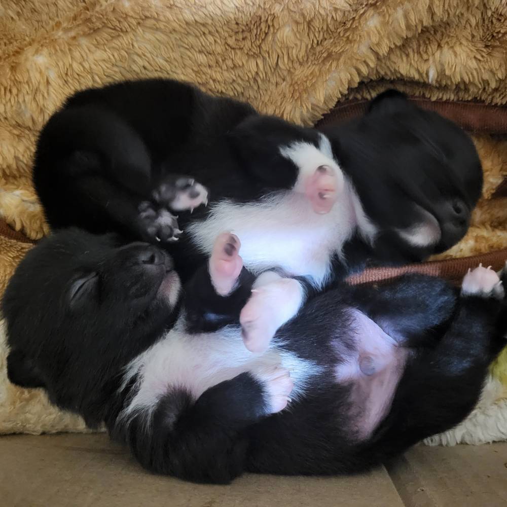 რუსული ტოი ტერიერი