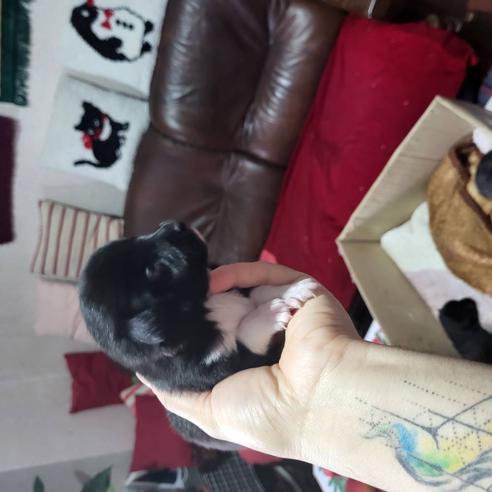 რუსული ტოი ტერიერი