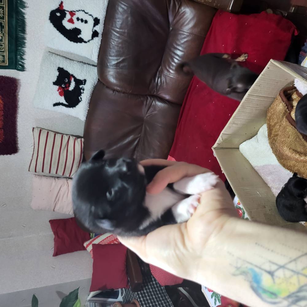 რუსული ტოი ტერიერი