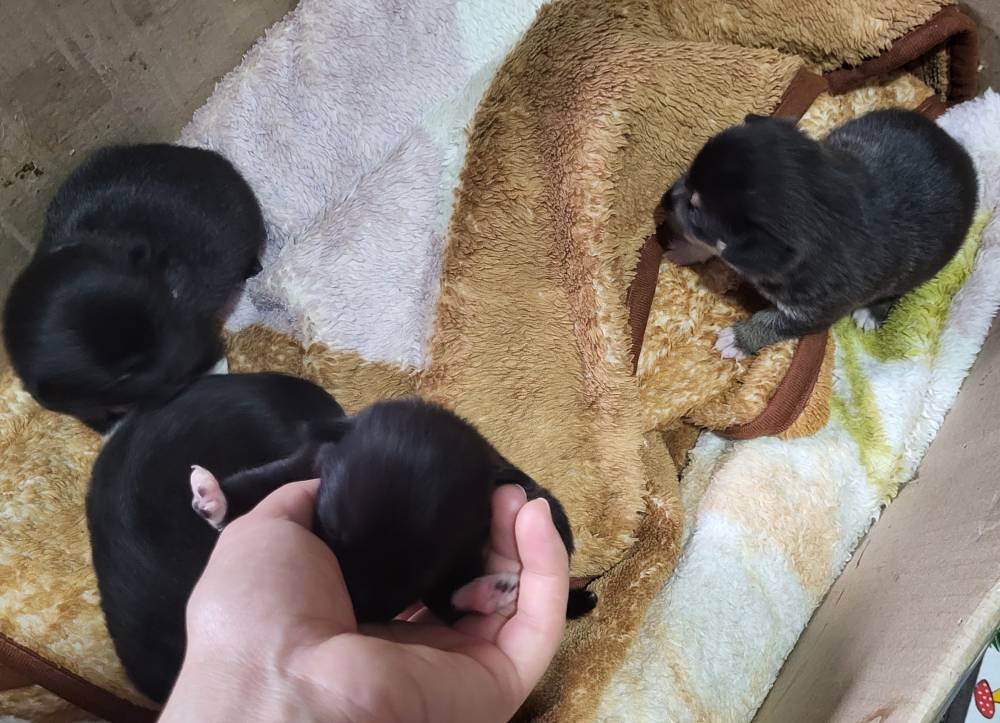 რუსული ტოი ტერიერი