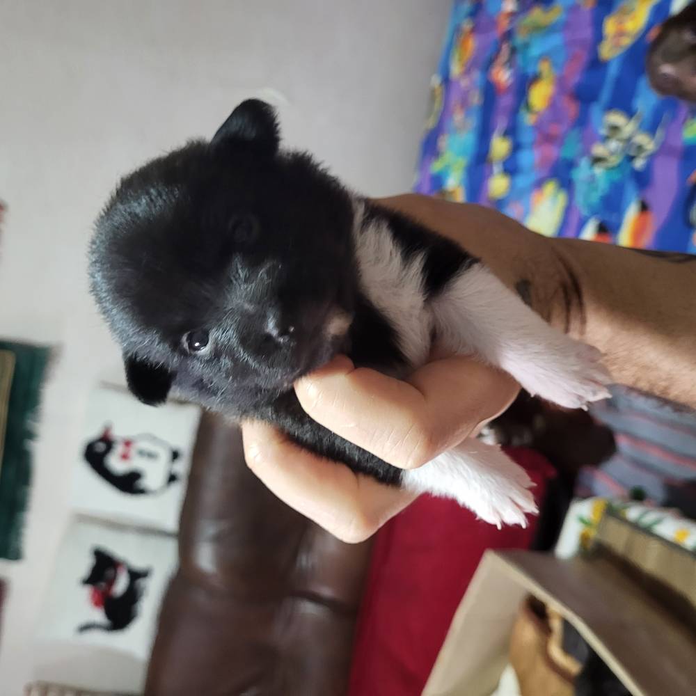 რუსული ტოი ტერიერი