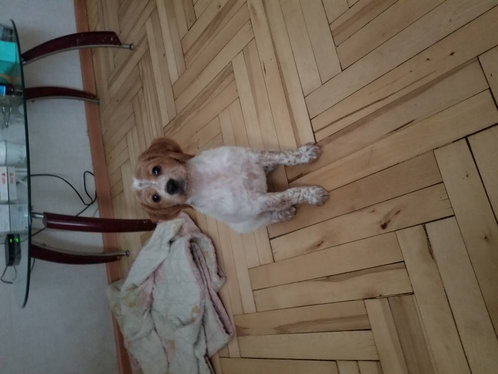 ბრეტანი