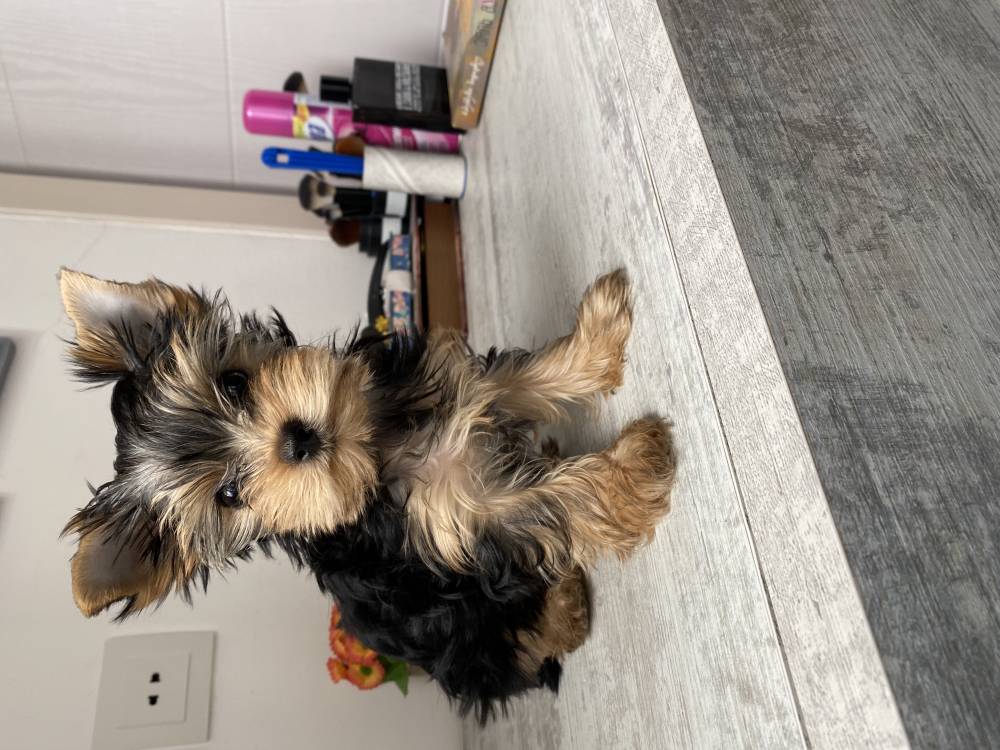 იორკშირ-ტერიერი