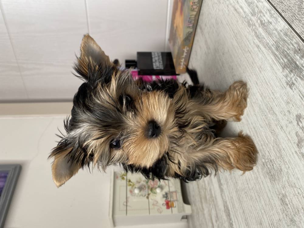 იორკშირ-ტერიერი