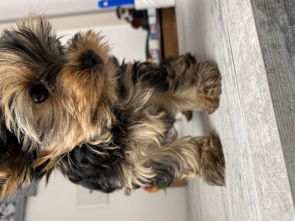 იორკშირ-ტერიერი