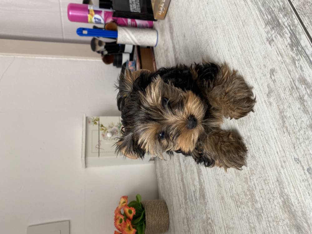 იორკშირ-ტერიერი