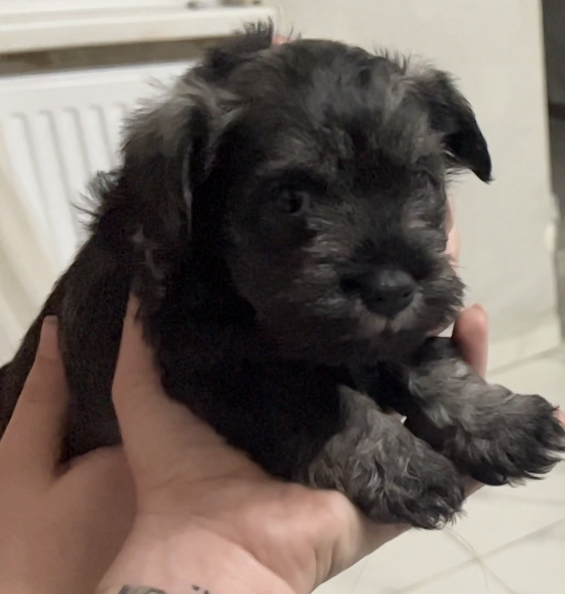 შნაუცერი