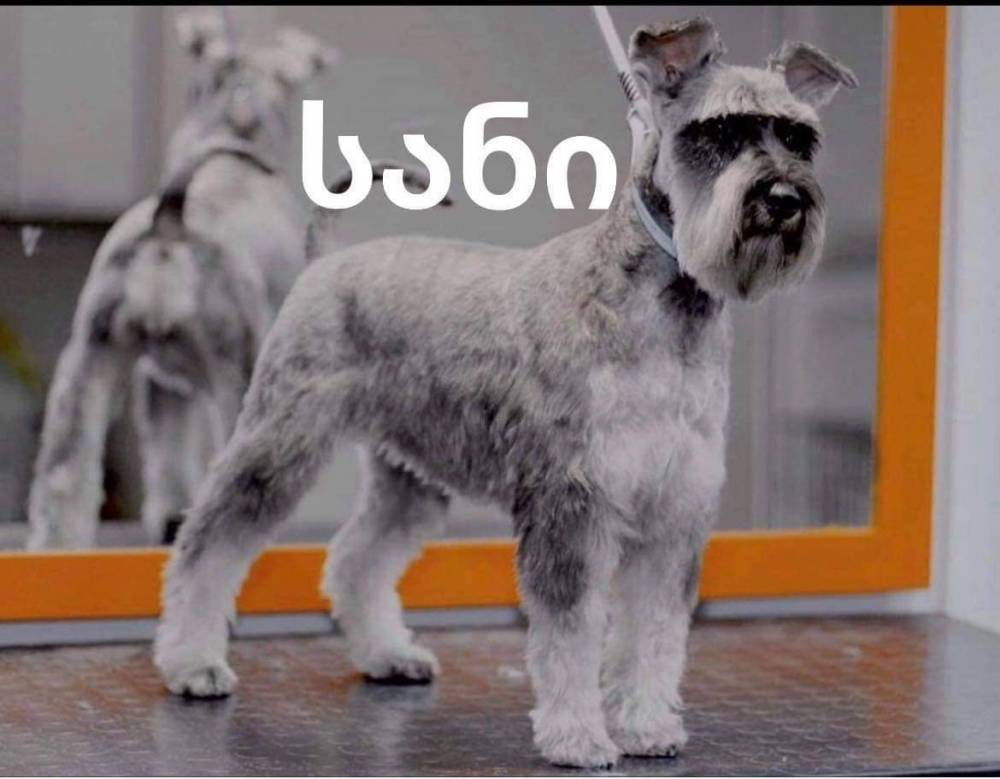 შნაუცერი