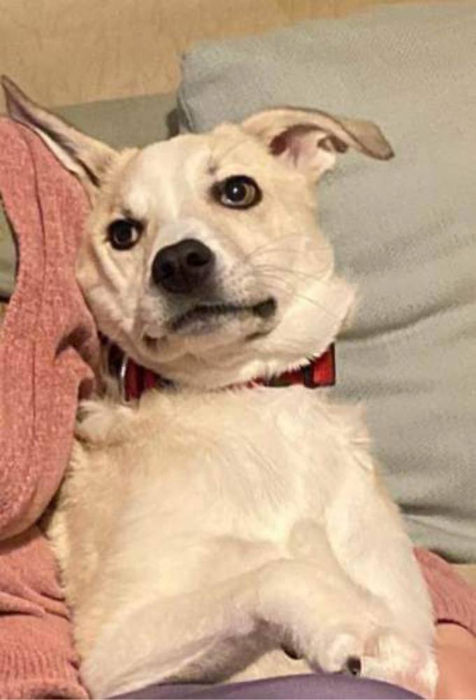 მეტისი ❤️