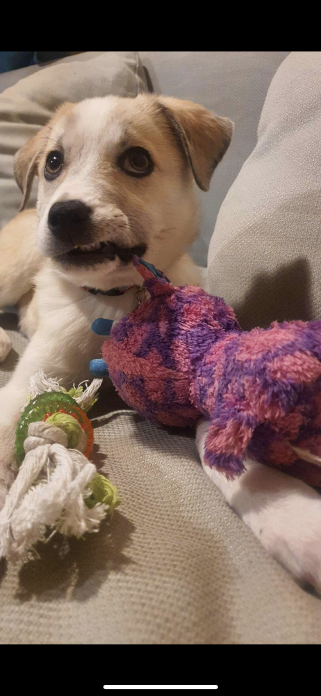 მეტისი ❤️