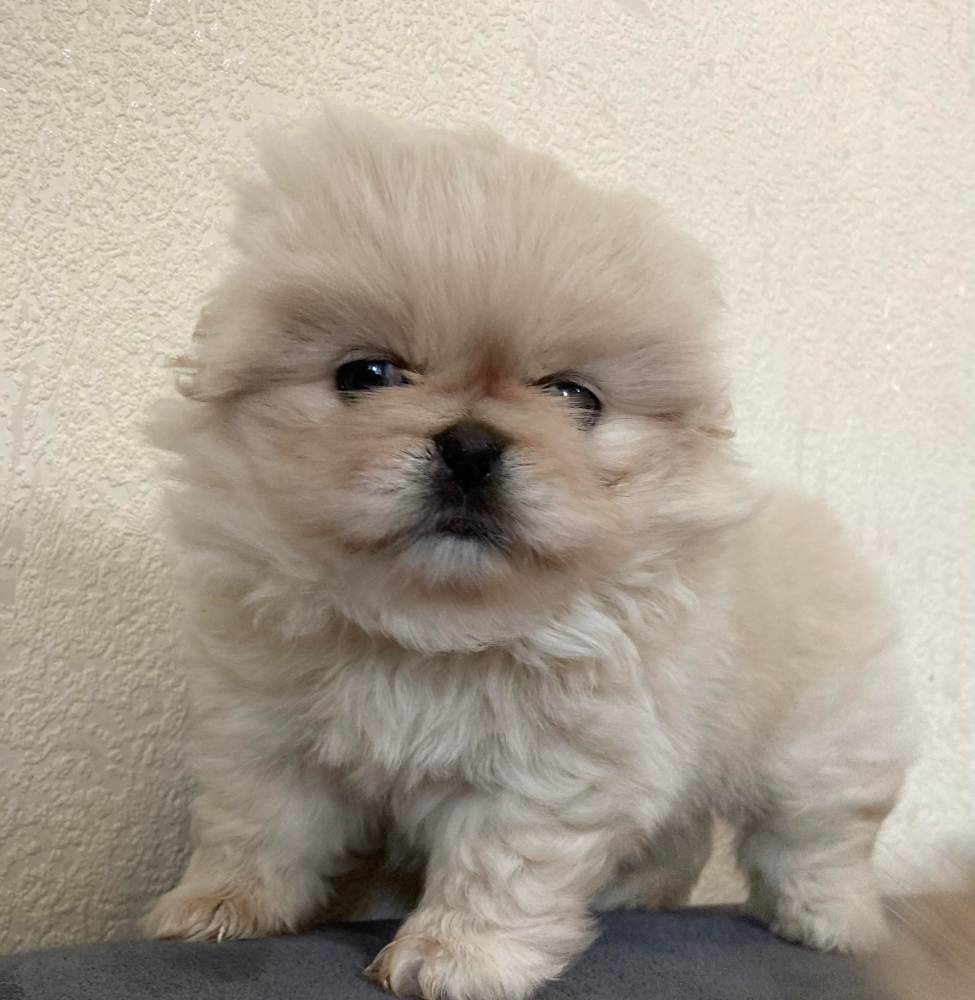 ფრანგული ბულდოგი