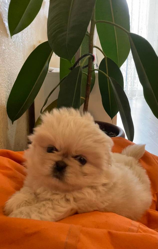 ფრანგული ბულდოგი