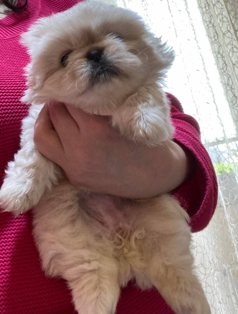 ფრანგული ბულდოგი