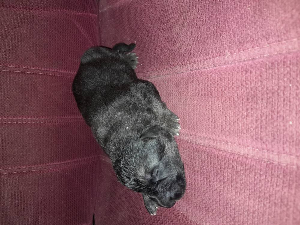 გერმანული ნაგაზი