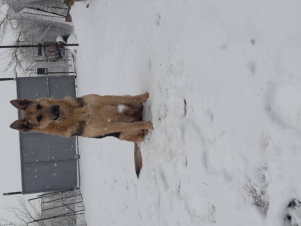 გერმანული ნაგაზი