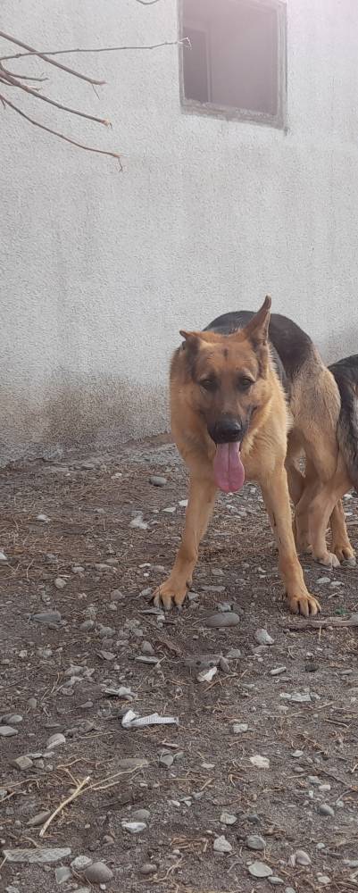 გერმანული ნაგაზი