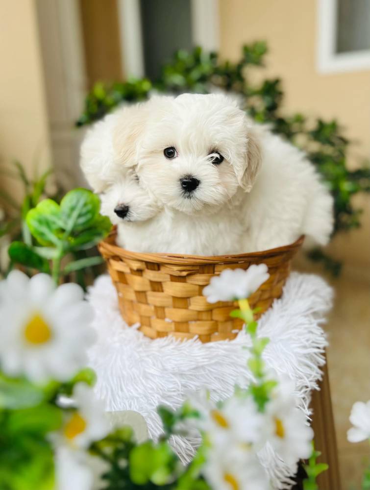 მალტეზე