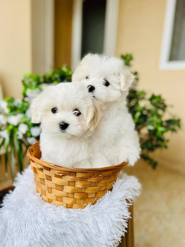 მალტეზე