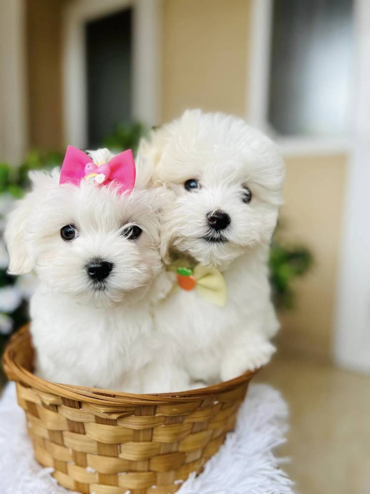 მალტეზე