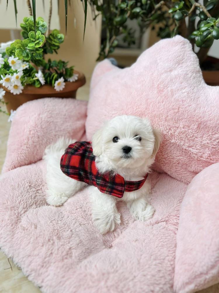 მალტეზე