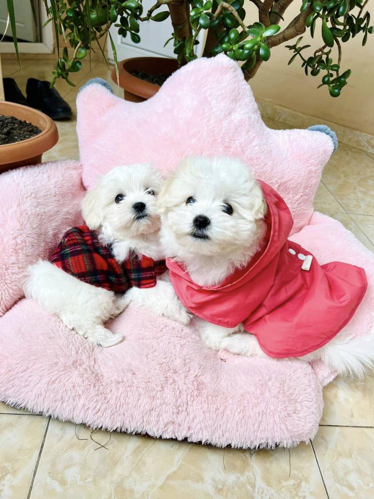 მალტეზე