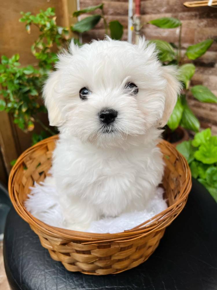 მალტეზე