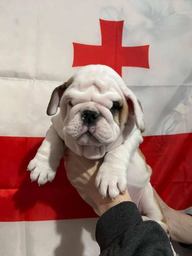 ინგლისური ბულდოგი