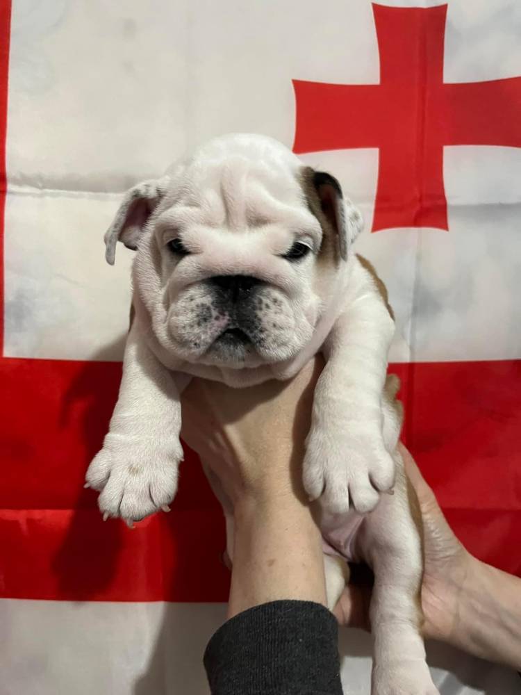 ინგლისური ბულდოგი