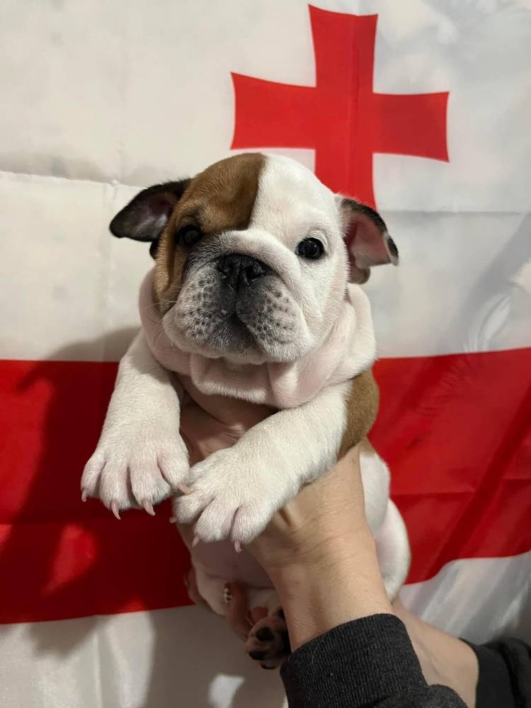 ინგლისური ბულდოგი