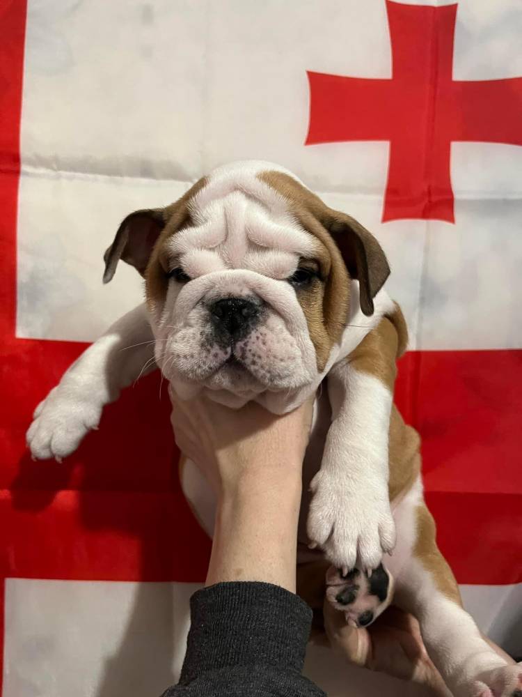 ინგლისური ბულდოგი